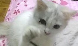 娱乐吃瓜七七折耳猫