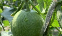 小池娱乐吃瓜,揭秘娱乐圈最新吃瓜事件