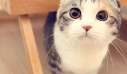 娱乐吃瓜七七折耳猫