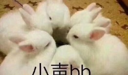 娱乐吃瓜酱兔子视频